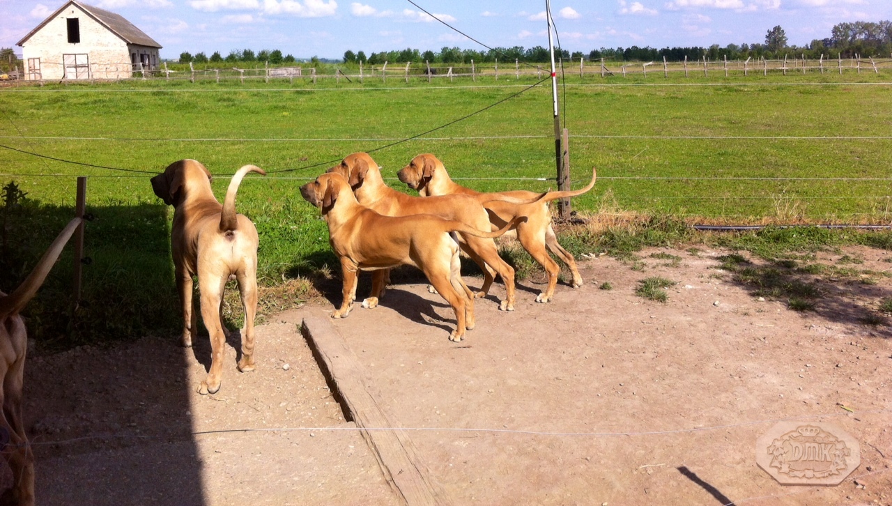 Kennel history