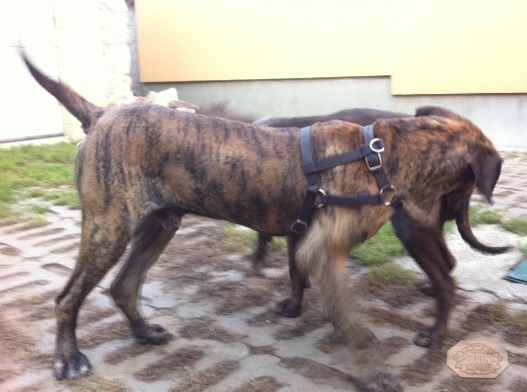 Kennel history
