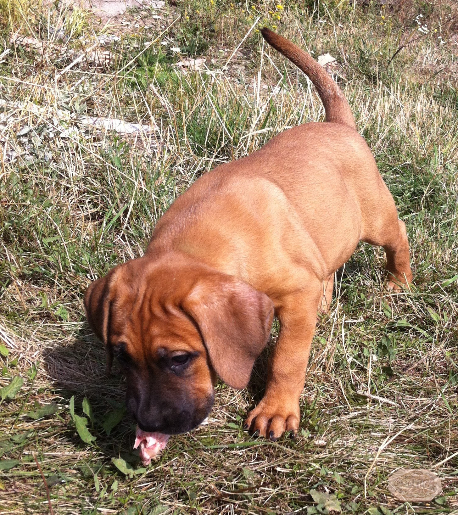Tosa Inu