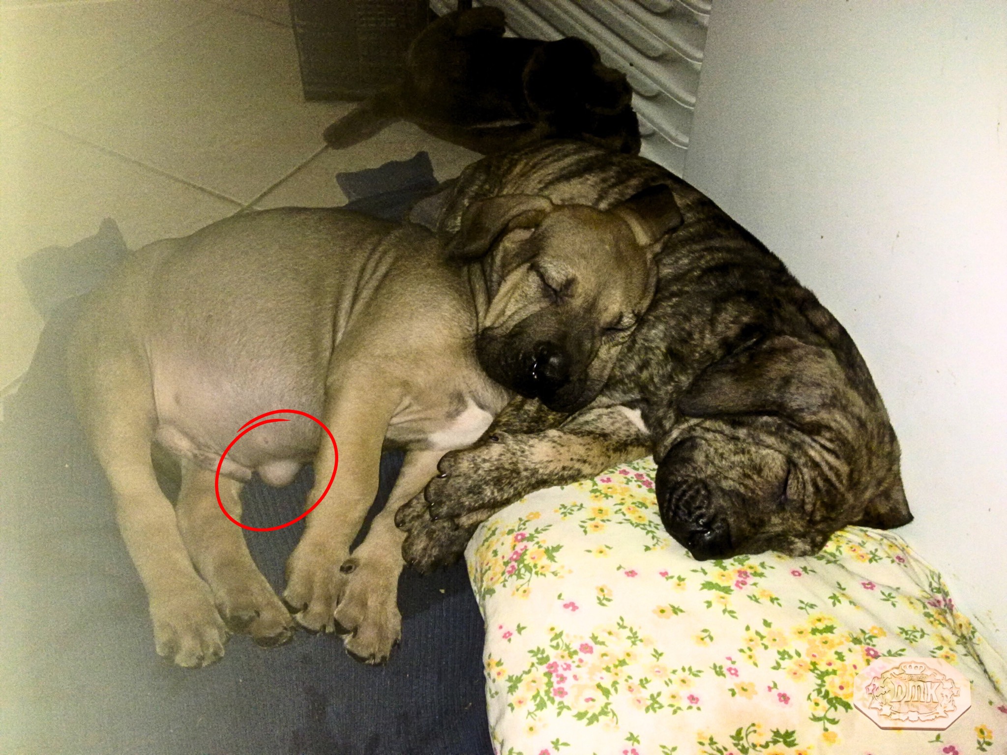 Kennel history