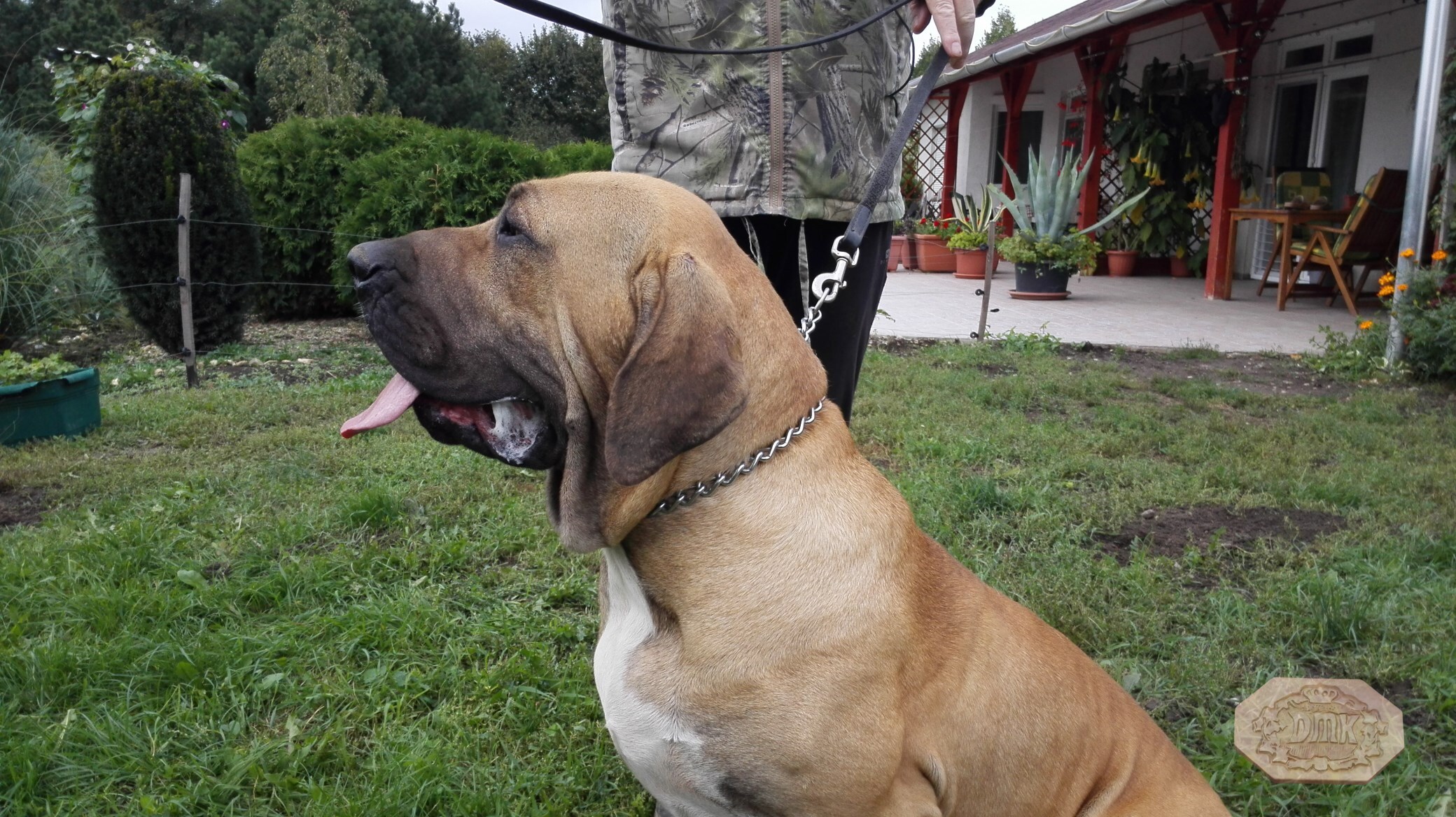 Tosa Inu