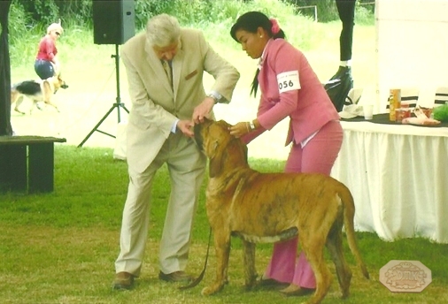 Tosa Inu