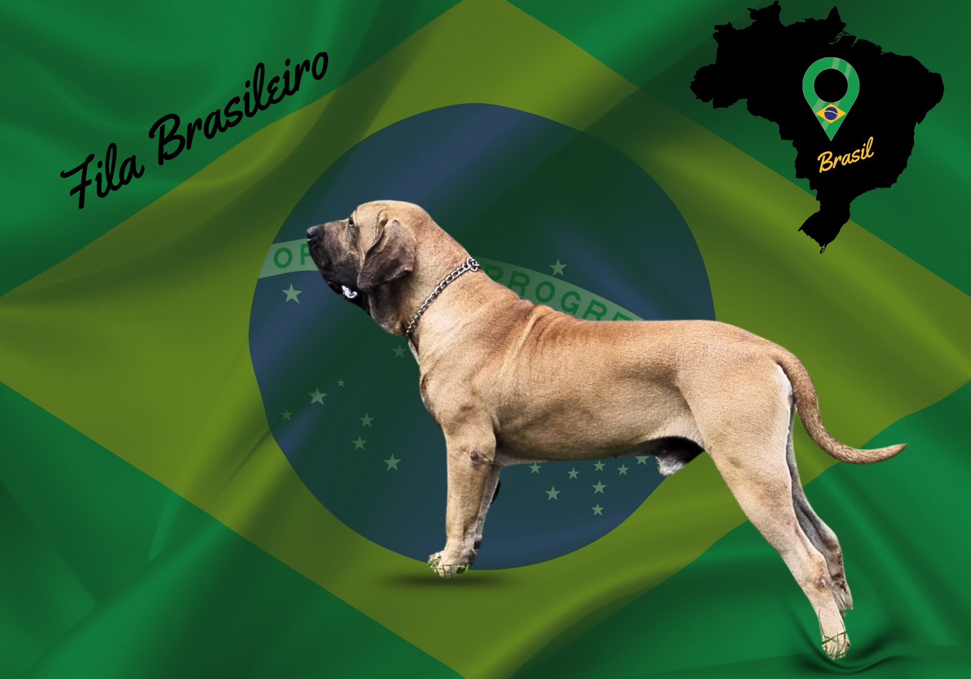 Fila Brasileiro