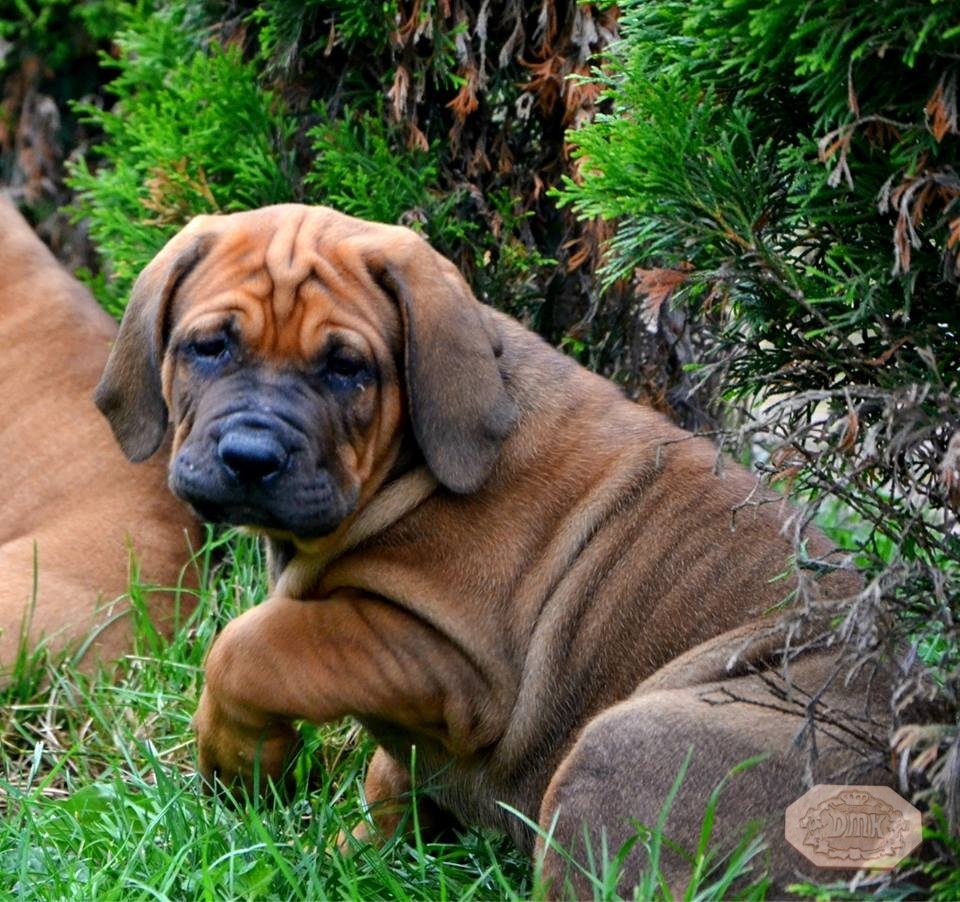 Breeding philosophy