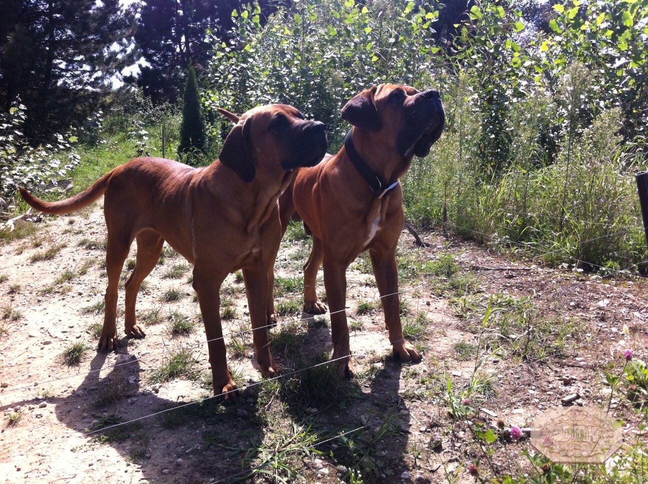 Kennel history