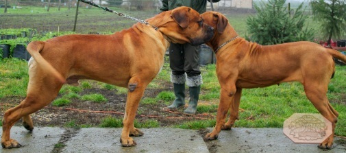 Bemerészkedjek a kertbe?