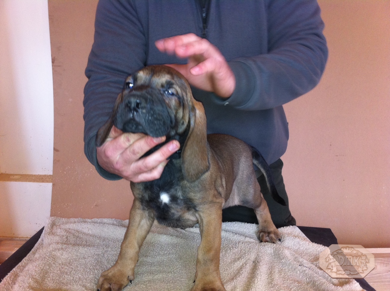 Kennel history